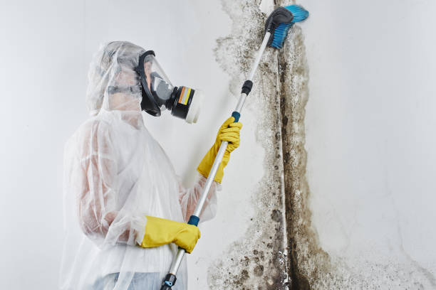 Best Mold Damage Repair  in Virginia, IL