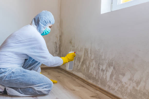 Crawl Space Mold Removal in Virginia, IL