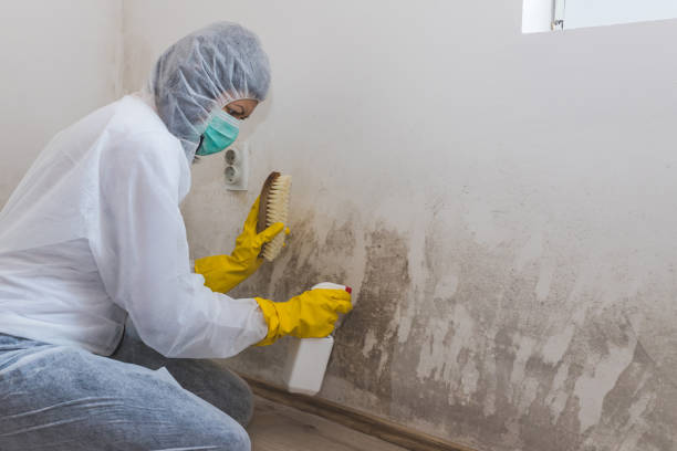 Attic Mold Removal in Virginia, IL