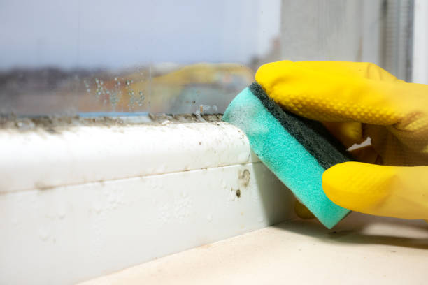 Best Office Mold Removal Services  in Virginia, IL