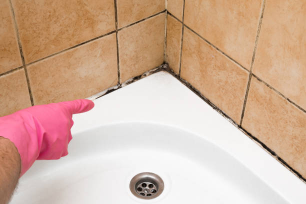 Best Fast Mold Removal  in Virginia, IL