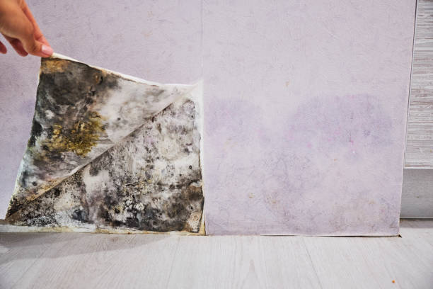 Best Attic Mold Removal  in Virginia, IL